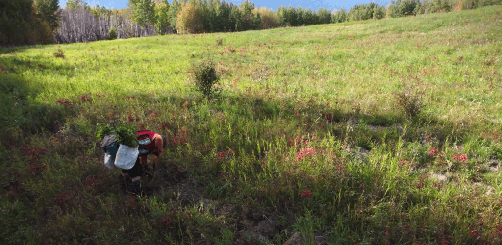 A photo of a man in a field planting trees